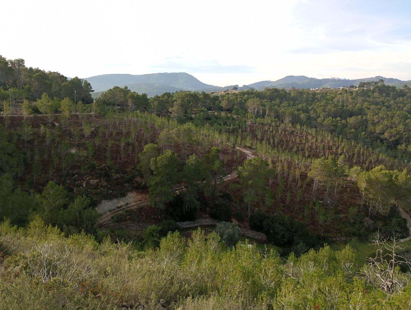 Más de 160 hectáreas de bosques reciben tratamientos para adaptarse al cambio climático y prevenir incendios